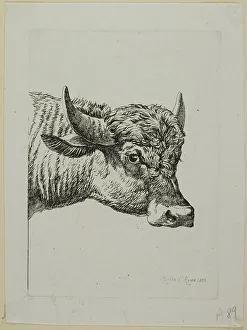 Buffalo Prints: Head of a Buffalo, from Die Zweite Thierfolge, 1800. Creator: Johann Christian Reinhart