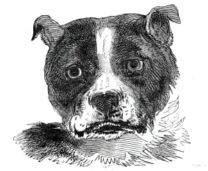 Bull Dog Prints: Head of the Bull Dog, 1844. Creator: Unknown