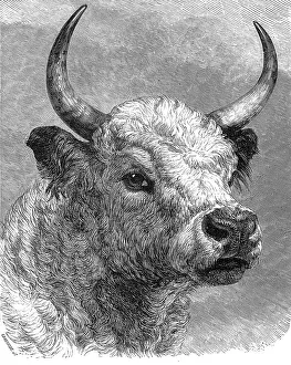 Greenaway John Prints: Head of the Chillingham bull shot by the Prince of Wales, 1872. Creator: John Greenaway