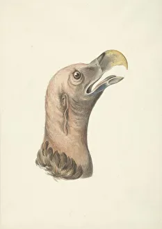 Vulture Prints: Head of an ear vulture (Otogyps auricularis daud)