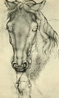 Antonio Di Puccio Pisano Gallery: Head of a horse, c1420-1455, (1943). Creator: Pisanello
