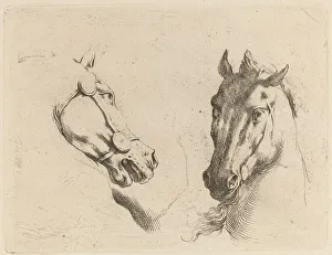 Etching On Laid Paper Restrike Prints: Head of a Horse Seen in Profile and in Three-Quarters. Creator: Stefano della Bella