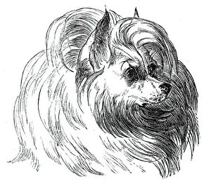 Head of the Iceland Dog, 1844. Creator: Unknown