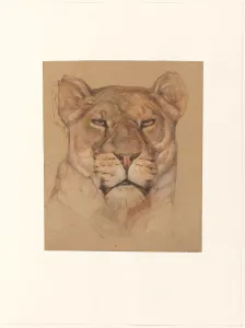 Unimpressed Prints: Head of a lioness, 1866-1939. Creator: Bernard Willem Wierink