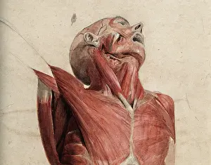 Muscles Prints: Head, neck and chest of ecorche