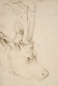 Head of a Roebuck, 1503. Artist: Durer, Albrecht (1471-1528) Head of a Roebuck, 1503. Artist: Durer, Albrecht (1471-1528)