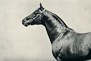 Animal Head Collection: The head of thoroughbred racehorse, Radium, c1910