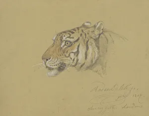 Java Prints: Head of a Tiger, 1847. Creator: Raden Saleh