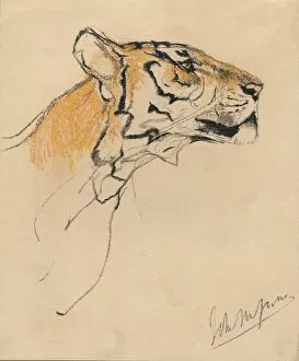 Head of a Tiger, c1910. Artist: John MacAllan Swan