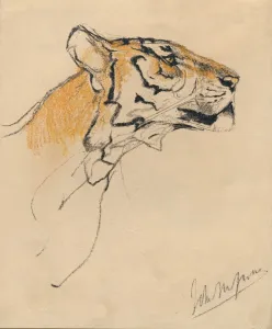 Swan Prints: Head of a Tiger, c1910. Artist: John MacAllan Swan