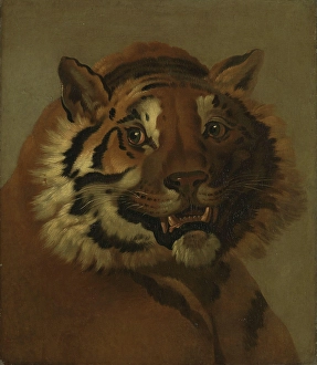 Big Cat Prints: Head of a Tiger, Undated. Creator: Johann Heinrich Wilhelm Tischbein