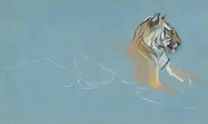 Portion Prints: Head of a Tigress, c1900s. Creator: John MacAllan Swan