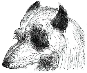 Wolfhound Prints: Head of the Wolf Dog, 1844. Creator: Unknown