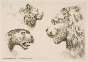 Wild Animals Prints: Heads of Three Lions, ca. 1641. Creator: Stefano della Bella