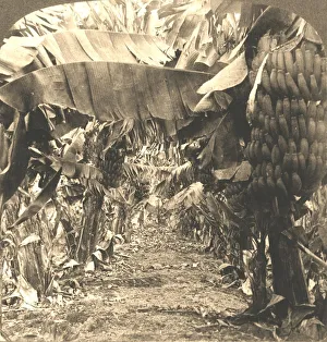 In the Heart of a Banana Plantation, Hawaiian Islands, 1901 In the Heart of a Banana Plantation, Hawaiian Islands, 1901