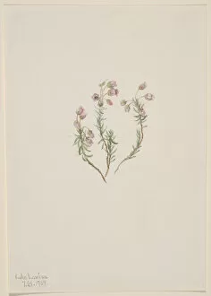 Wildflower Gallery: Heather (Phyllodoce intermedia), 1907. Creator: Mary Vaux Walcott