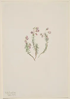 Heather (Phyllodoce intermedia), 1907. Creator: Mary Vaux Walcott Heather (Phyllodoce intermedia), 1907. Creator: Mary Vaux Walcott