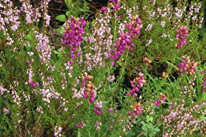Heather, Scotland