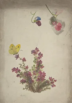Heather Prints: Heather, Sweet Peas and Butterfly, 19th century. Creator: Anon