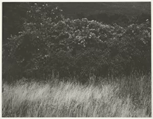 Hedge Gallery: Hedge and Grasses - Lake George, 1933. Creator: Alfred Stieglitz