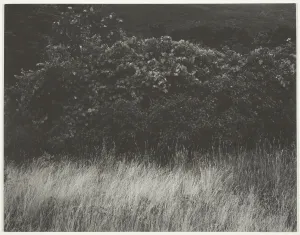 Hedge Gallery: Hedge and Grasses - Lake George, 1933. Creator: Alfred Stieglitz