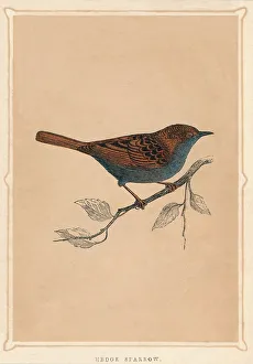 Sparrows Prints: Hedge Sparrow, (Prunella modularis), c1850, (1856)