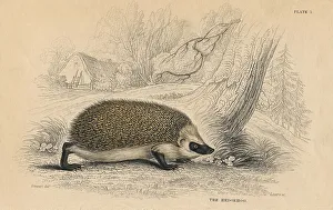 Hedgehog (Erinaceus europeas), 1828