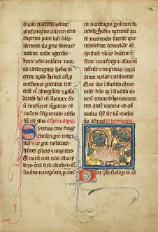 Bestiary Prints: A Hedgehog; De Natura Avium; De Pastoribus et Ovibus; Bestiarium