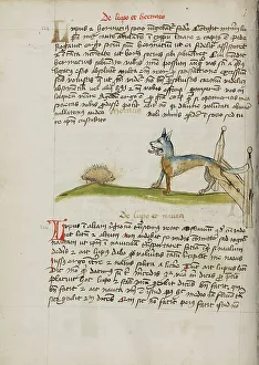 Canine Prints: A Hedgehog and a Wolf; Fables, third quarter of 15th century. Creator: Unknown