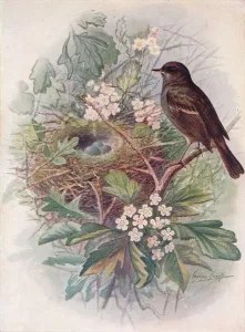 Blossom Prints: Hedgesparrow - Accen tor modula ris, c1910, (1910). Artist: George James Rankin