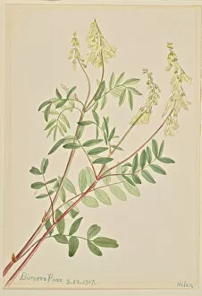 Herb Gallery: Hedysarum (Hedysarum sulphurescens), 1917. Creator: Mary Vaux Walcott