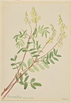 Perennial Prints: Hedysarum (Hedysarum sulphurescens), 1917. Creator: Mary Vaux Walcott