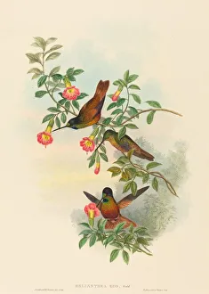 Helianthea eos (Golden Star-frontlet). Creators: John Gould, Henry Constantine Richter Helianthea eos (Golden Star-frontlet). Creators: John Gould, Henry Constantine Richter
