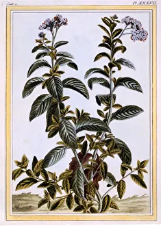 Heliotrope or Cherry Pie, pub. 1776. Creator: Pierre Joseph Buchoz (1731-1807) Heliotrope or Cherry Pie, pub. 1776. Creator: Pierre Joseph Buchoz (1731-1807)