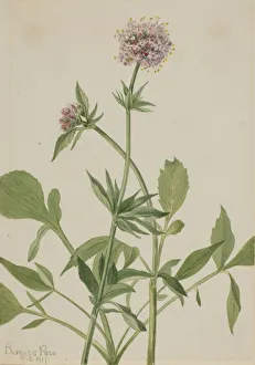 Bending Over Prints: Heliotrope Valerian (Valeriana sitchensis), 1917. Creator: Mary Vaux Walcott