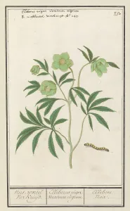 Hellebore (Helleborus), 1596-1610. Creators: Anselmus de Boodt, Elias Verhulst
