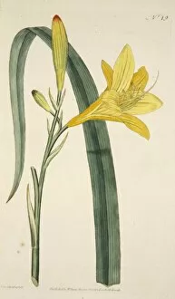 Hemerocallis Flava (Yellow Day Lily), pub. 1796 (hand coloured engraving). Creator