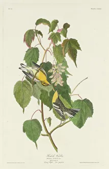 Maple Tree Prints: Hemlock Warbler, 1832. Creator: Robert Havell