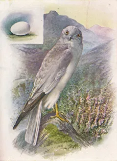 Tail Feather Prints: Hen-Harrier - Cir cus cyan eus, c1910, (1910). Artist: George James Rankin