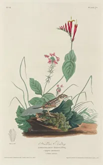 Robert Havell Prints: Henslows Bunting, 1829. Creator: Robert Havell