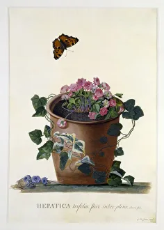Hepatica