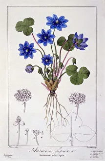 Stem Prints: Hepatica nobilis, pub. 1836. Creator: Panacre Bessa (1772-1846)