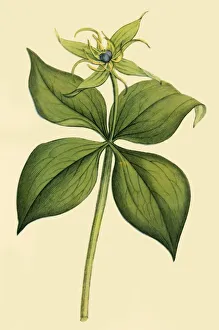 Herb Paris, late 18th-early 19th century, (1944). Creator: Unknown