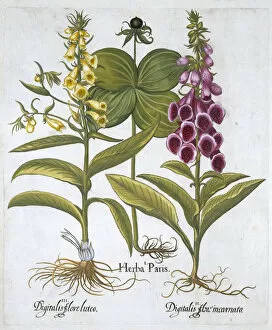 Basil Gallery: Herb Paris (Solanum quadrifolium), Common Foxglove (Digitalis Purpurea) Large Yellow