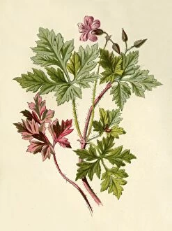 Herbal Medicine Gallery: Herb-Robert, 1877. Creator: Frederick Edward Hulme