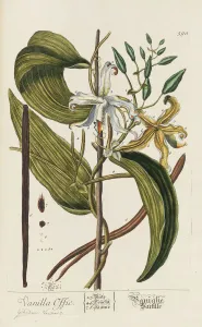 Herbarium Blackwellianum emendatum et auctum, 1754-1773