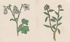 Medicinal Gallery: Herbarius - Gart der gesuntheit - Hortus sanitatis, 1485. Creator: Hans Schönsperger