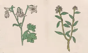 Herbarius - Gart der gesuntheit - Hortus sanitatis, 1485. Creator: Hans Schönsperger Herbarius - Gart der gesuntheit - Hortus sanitatis, 1485. Creator: Hans Schönsperger