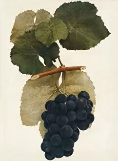 Vine Gallery: Herbert, 1908