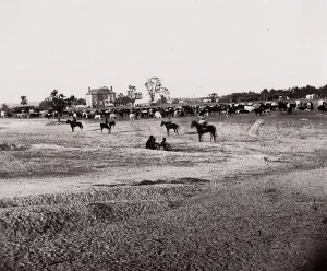Brady Prints: [Herd of Horses]. Brady album, p. 123, 1861-65. Creator: Unknown